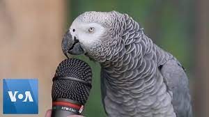 Digital Talking Parrot